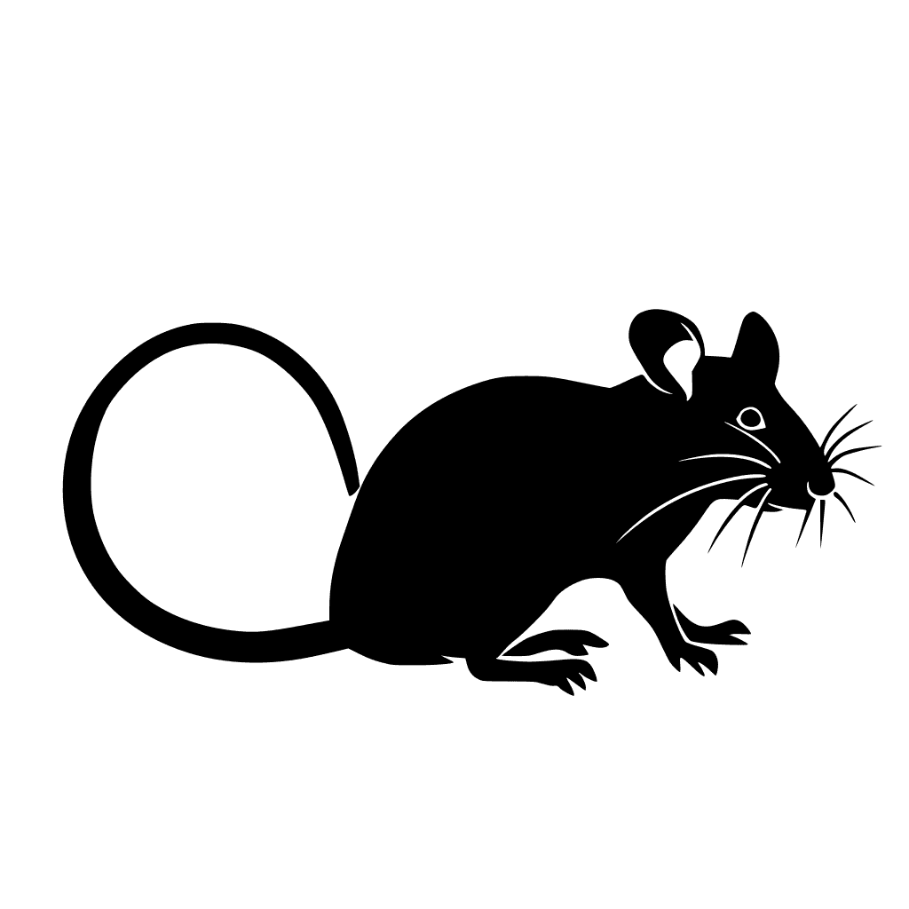 Rat