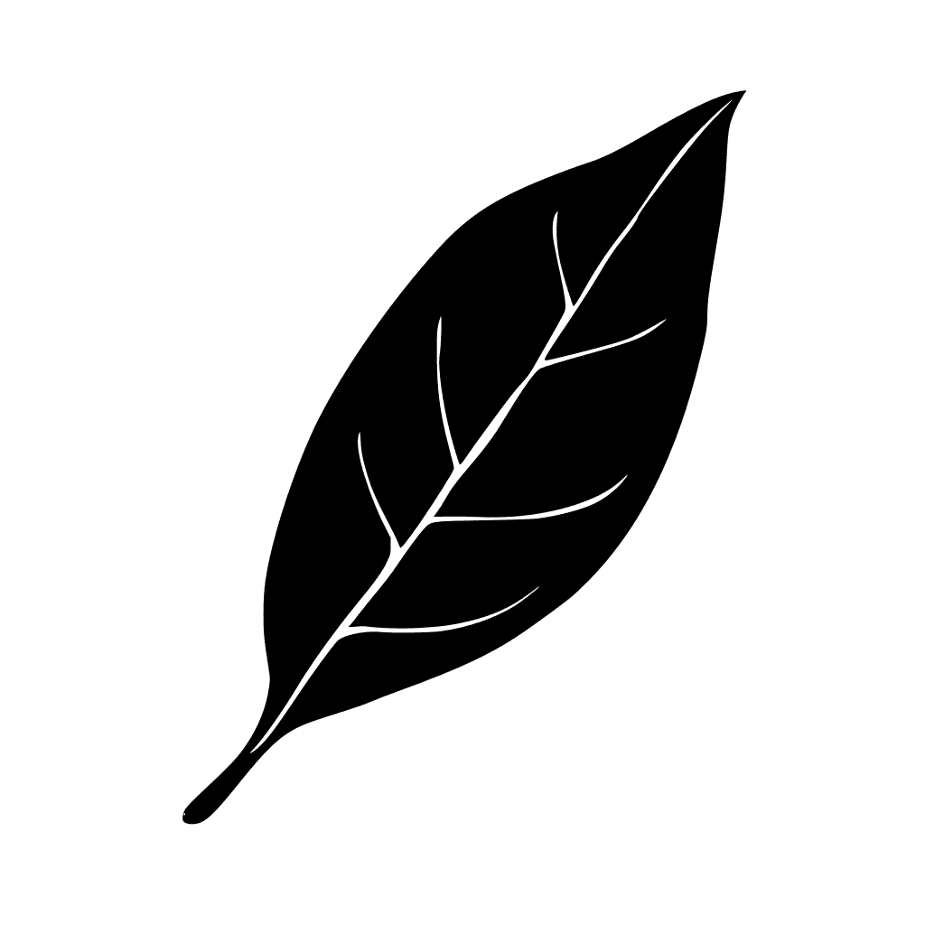 Bay leaf